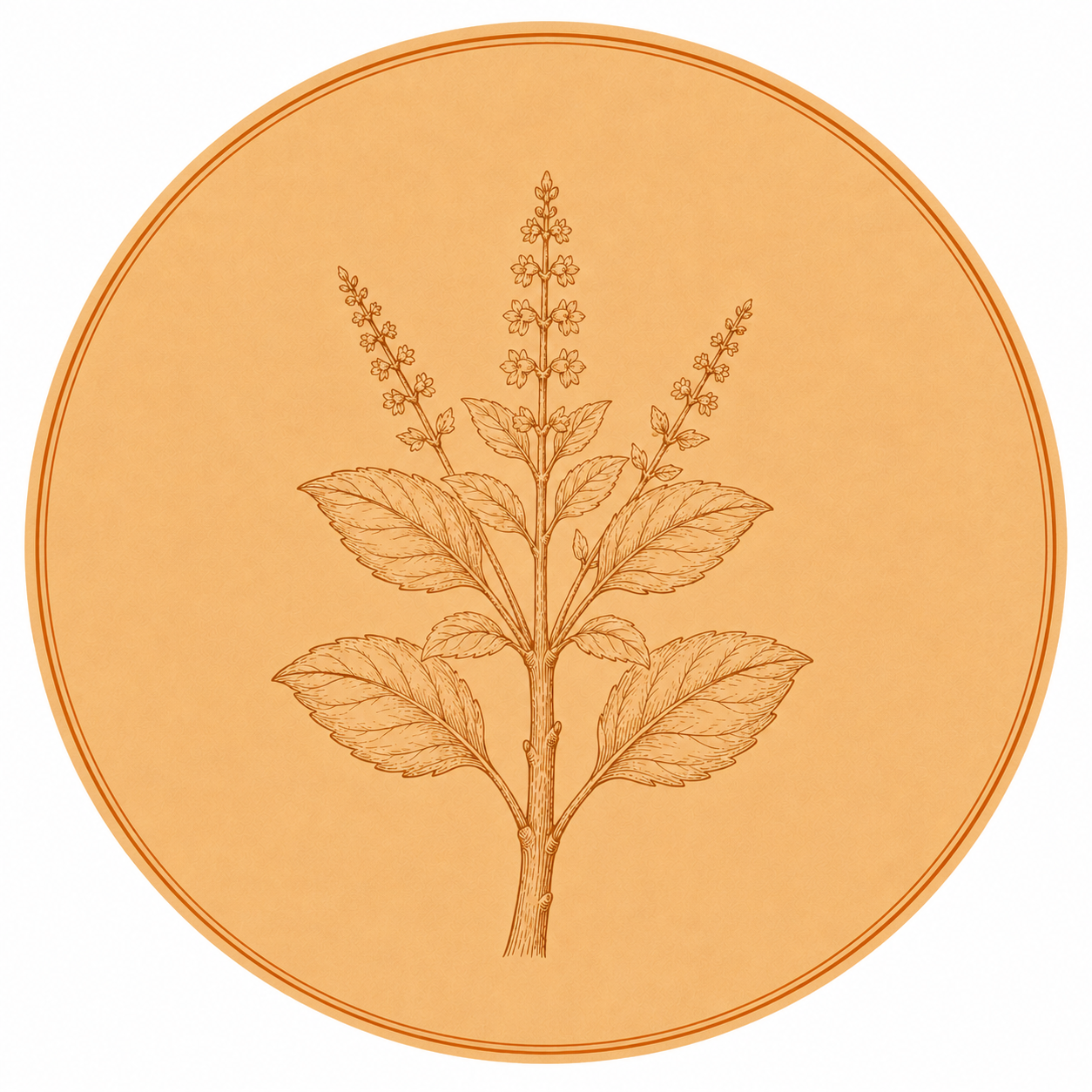 TULSI